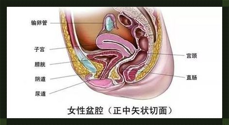 产后盆腔炎：惊现母爱的守护神