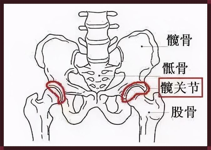 髋关节示意图：探索身体的奥秘