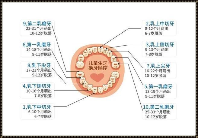 儿童牙齿更换顺序图：育儿路上的惊现之旅