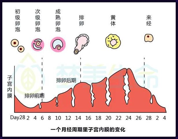 产后子宫内膜厚度探秘：分化与康复之路