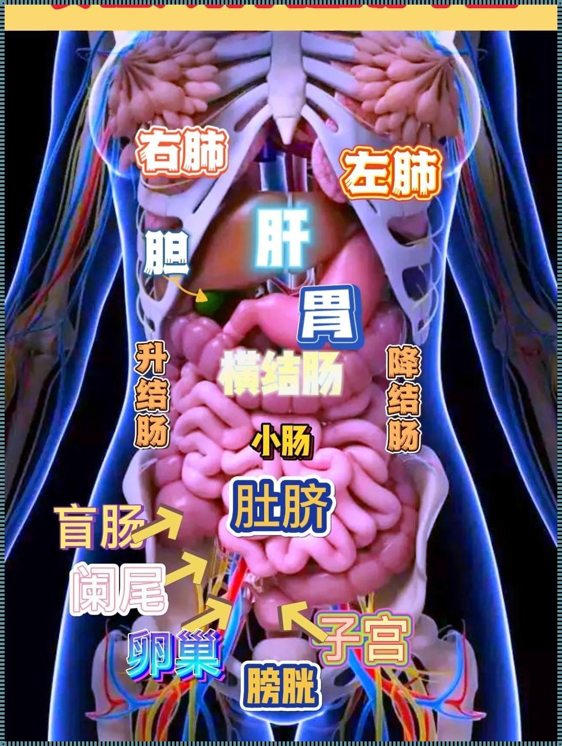 人体五脏六腑的位置图示：谣言与真相