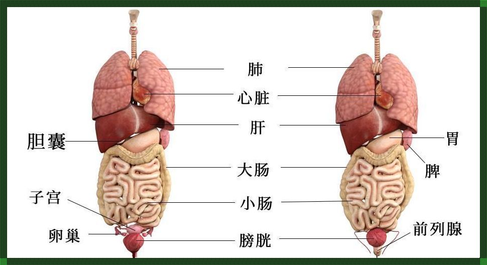 人体五脏六腑的位置图示：谣言与真相