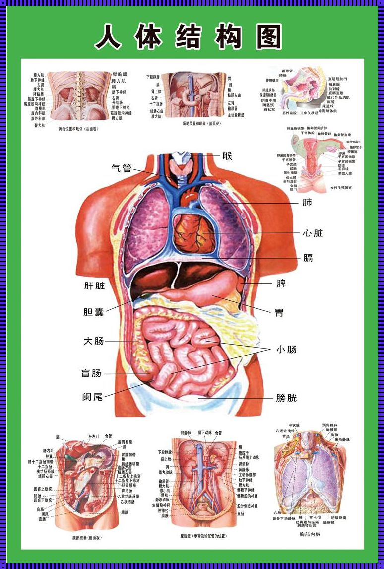 人体五脏六腑的位置图示：谣言与真相