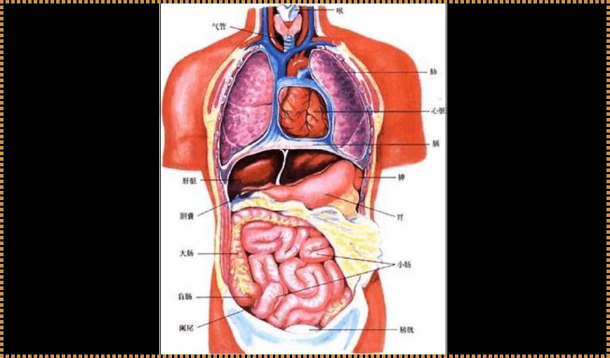 惊现五脏六腑位置图，揭示人体奥秘之谜