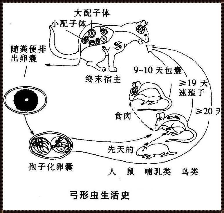 孕期弓形虫检查：为宝宝的健康把关