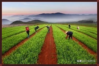 紧缺药材，懒人种植的新宠儿