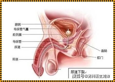 “男性生殖科挂什么号”——解开挂号难题，展现医疗成果