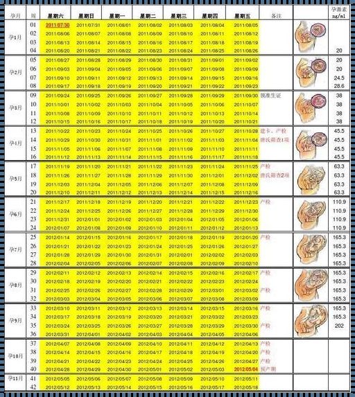 29周胎儿发育标准数据表解析——孕育生命的关键阶段