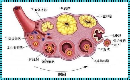 卵泡萎缩和卵泡排出怎么区分