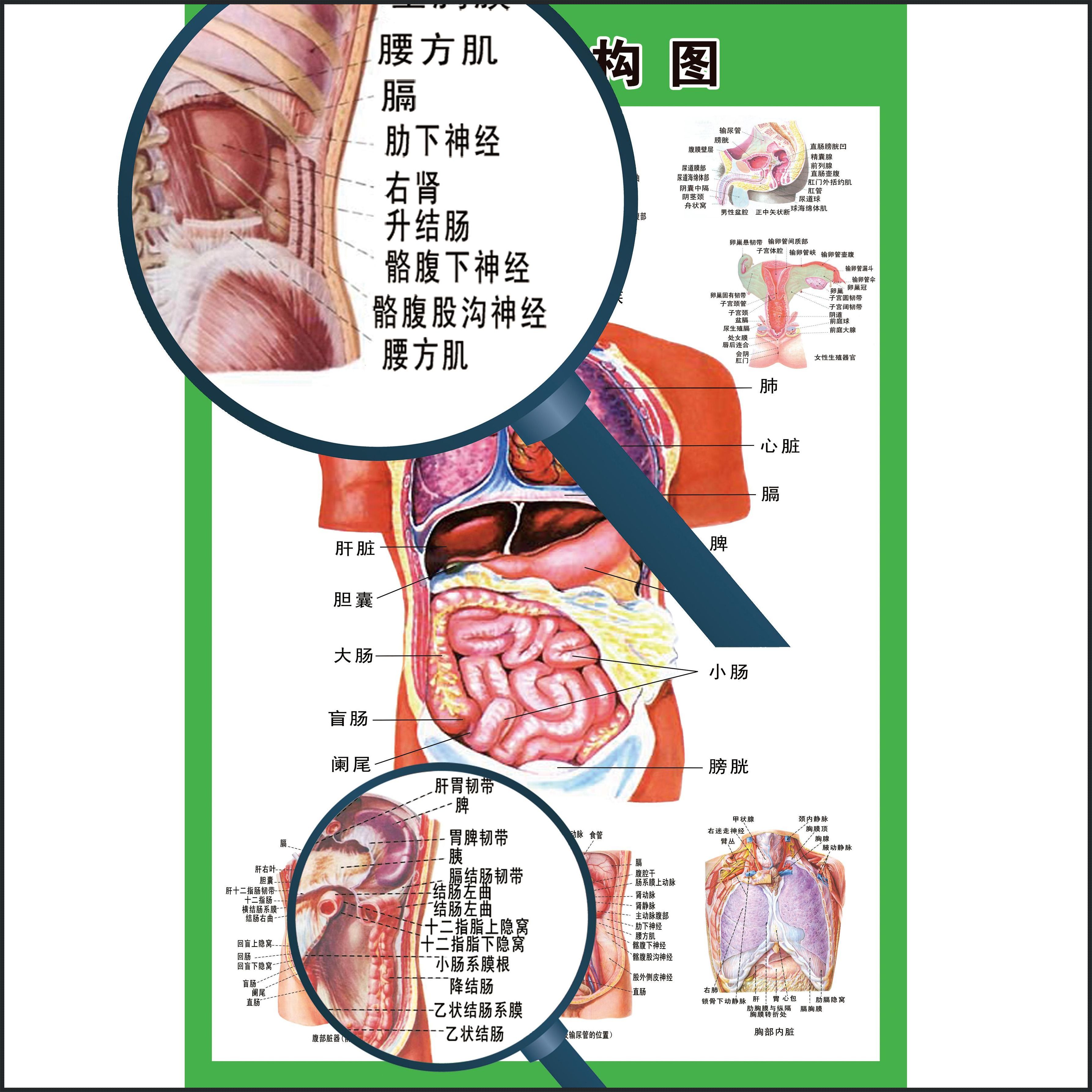 人体内脏位置结构图解：揭示内脏奥秘