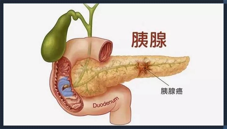 《人体中的胰腺在什么位置——探索生命奥秘之旅》书评