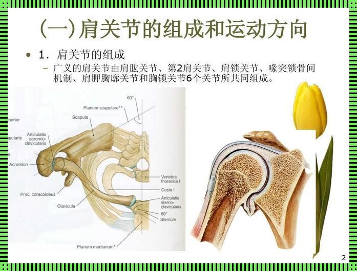 六关节共舞，铸就人类最复杂的肩锁——肩关节