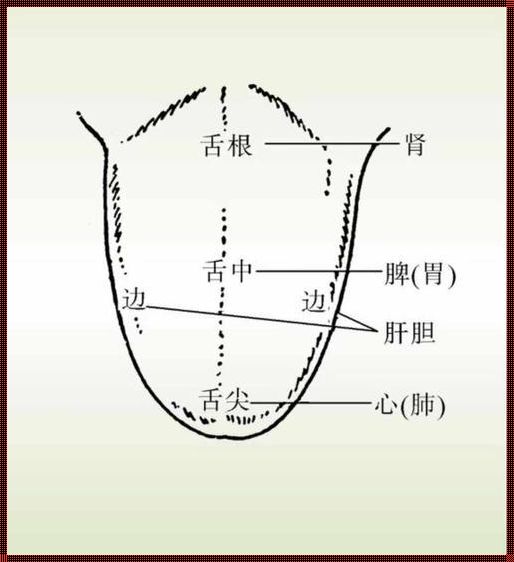 《舌诊拍照示范图》书评：探索中医奥秘，领略舌诊之美