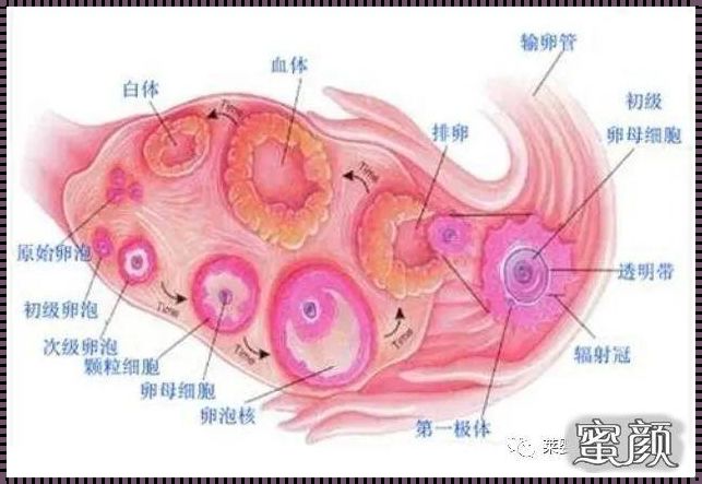 正常女性排卵期有几个卵泡