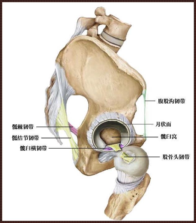 髋关节囊积液如何治疗：重获行走自由