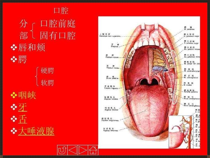 正常人的口腔实拍图：牙龈上的惊人秘密