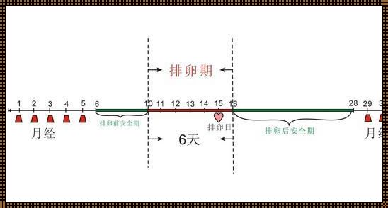 月经周期37天，卵泡何时成熟？