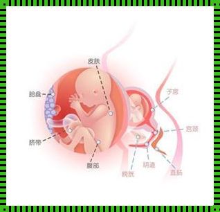 孕20周胎儿位置示意图：生命的奇迹在子宫中绽放