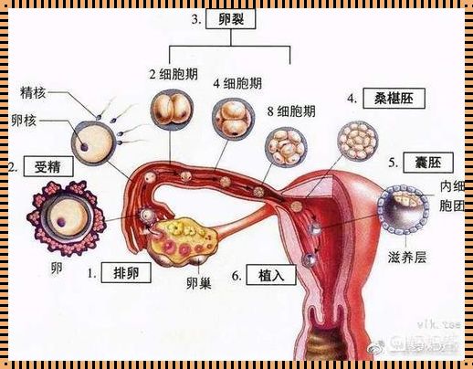 女人一个月会排几个卵泡：揭秘生育的奥秘