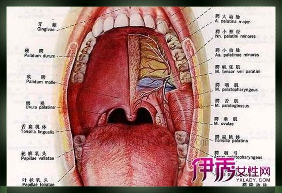 探索扁桃体癌的六大征兆，守护健康攻略