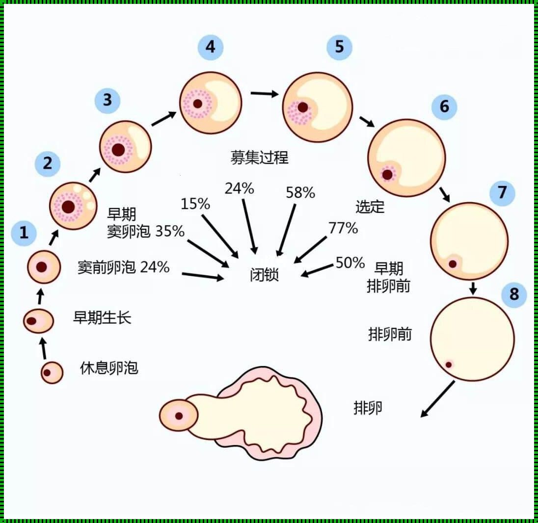 卵泡靠什么发育：揭秘备孕妙招中的奥秘