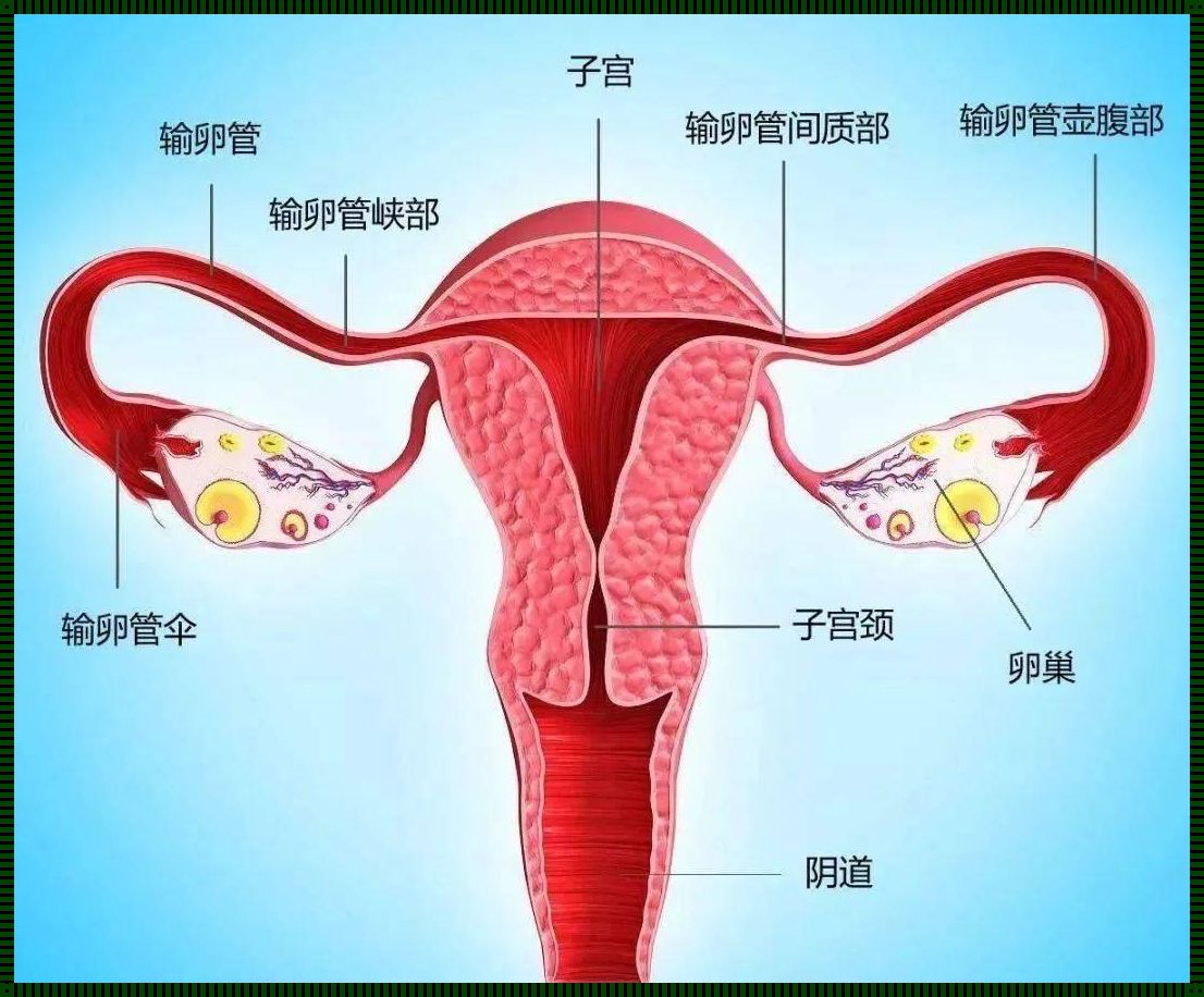 怎么知道自己输卵管堵塞没堵塞：揭秘备孕路上的关键一步