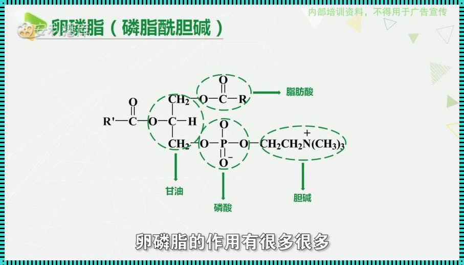 鱼油茶族卵磷脂的作用探究：对备孕的影响及盛大意义