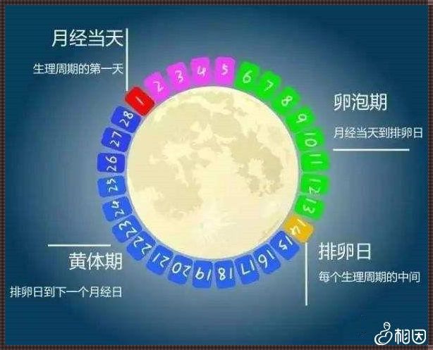 排卵日前后几天同房怀孕几率大：备孕加速，幸福触手可及