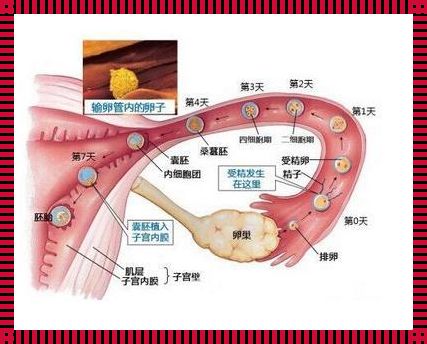 怀孕20天不知情同房了：一次生命奇遇的开始