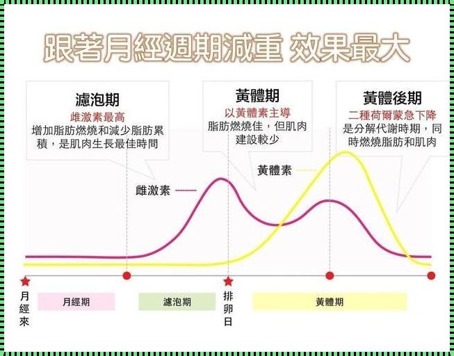 月经期究竟属于卵泡期还是黄体期？