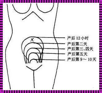 产后42天子宫恢复标准：揭秘与情感共鸣