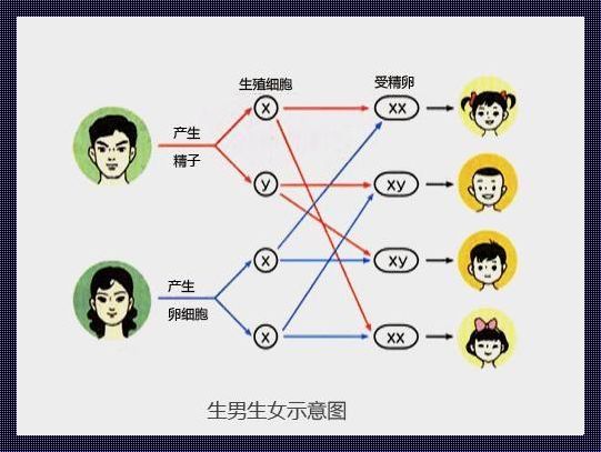 揭开异卵双生概率的神秘面纱：备孕中的科学与情感交织