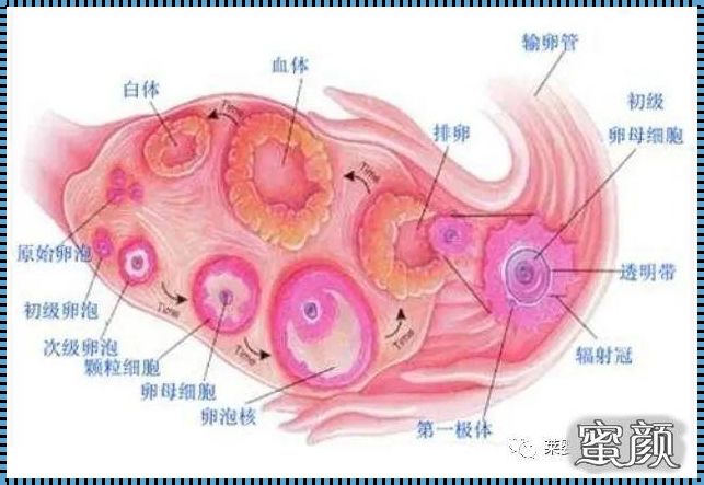 处于卵泡期，怀孕的可能性有多大？揭秘备孕的关键时刻