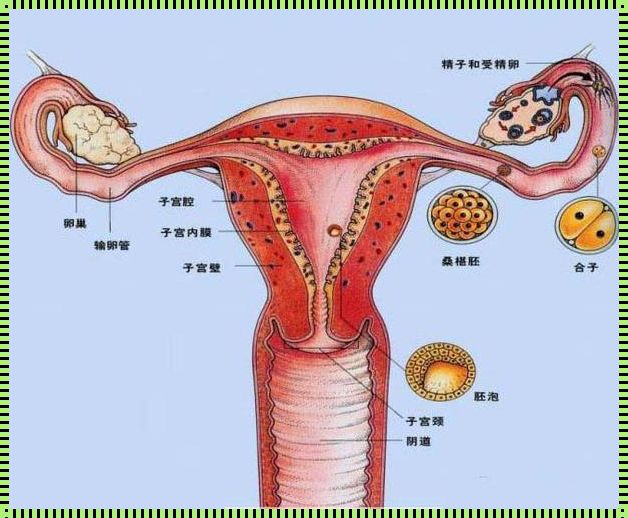 女人切断输卵管的副作用：仁心与备孕的艰难之路