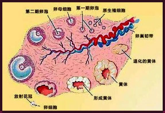 如果已经排卵了,B超能查出来吗？深入了解B超检测排卵的方法和原理