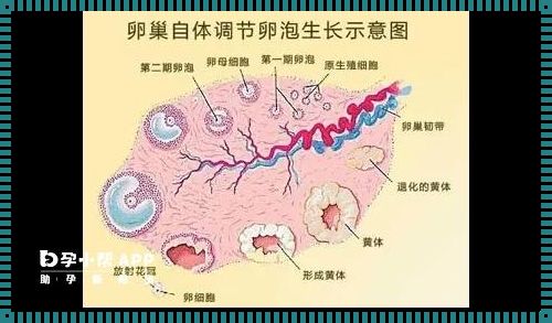 卵泡可以长到多大：备孕妈妈的挑战与争取