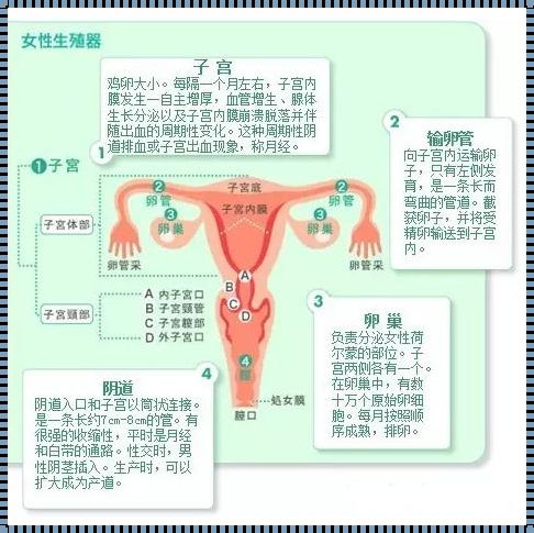 产后正常子宫大小的秘密：母性的力量与生命的奇迹