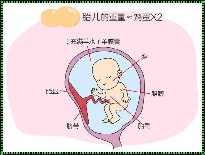 14周胎儿男女生殖的区别：探索生命奥秘的旅程