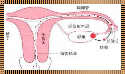 中医教你自测输卵管，体验备孕之旅