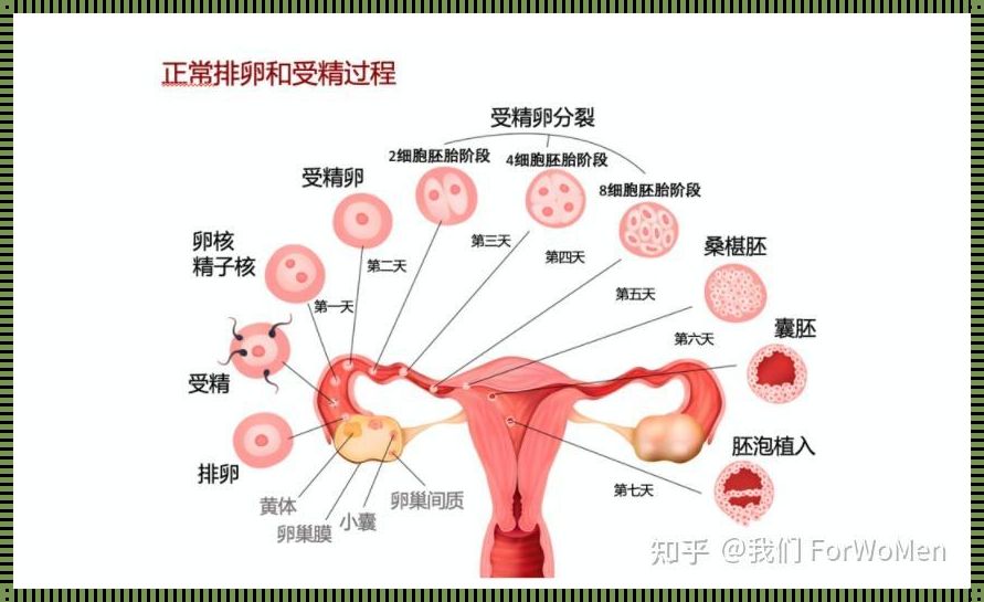 揭开卵巢宫外孕的几率之谜