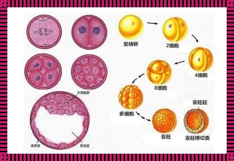 卵胚与囊胚：成功的奥秘