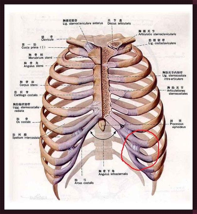 左肋骨痣相图解：探寻隐藏的意义