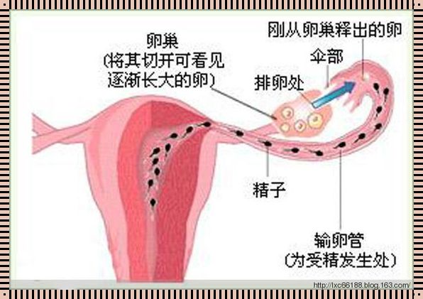 女人排卵期有何生理反应？揭秘奥秘背后的秘密