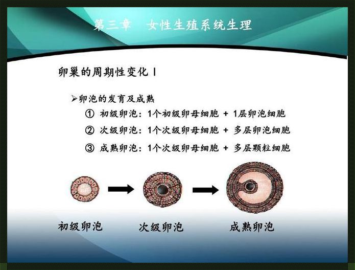 卵泡的成熟过程：神秘之旅