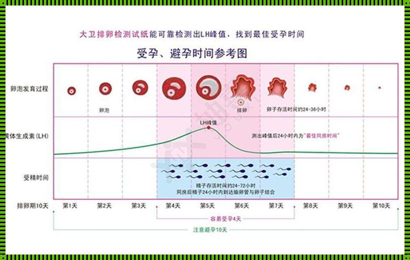 排卵期同房怀孕几率大吗？备孕夫妻必知的揭秘