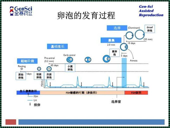 卵泡发育：一段神秘而奇妙的旅程