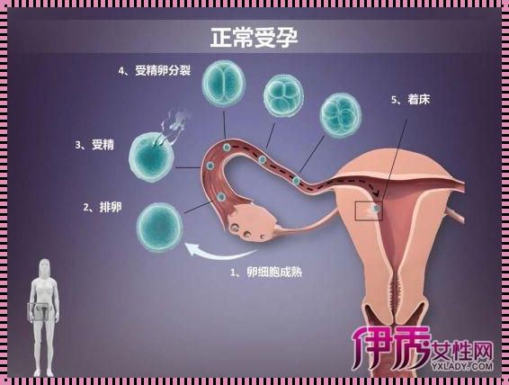 六个方法教你如何怀孕