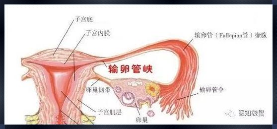 剩一边输卵管难怀孕吗？揭开神秘面纱，为你解答备孕之路的疑惑