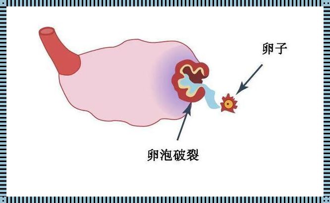 如何让卵泡长得快又好：备孕路上的贴心指南