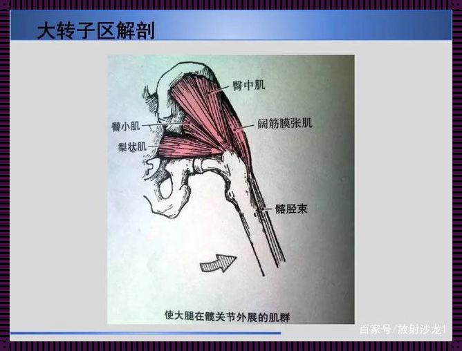 股骨大转子在体表怎么才能摸到？